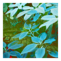 Leaves