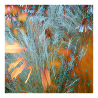 Wild Grasses and Flowers