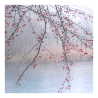Copy Hawthorn in fog