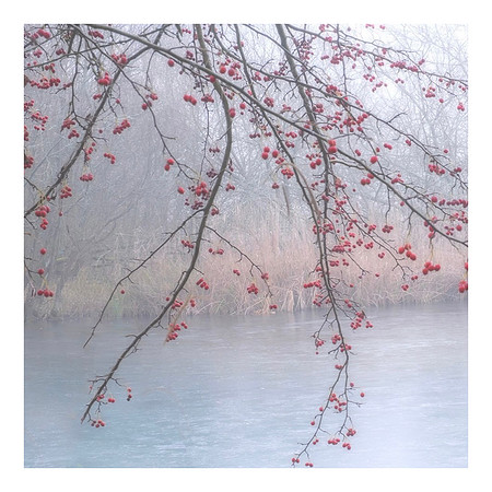 Copy Hawthorn in fog