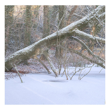 Fallen Tree