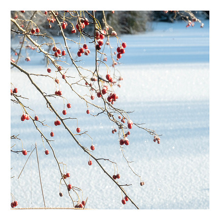 Those Berries again!