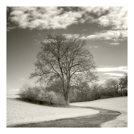 Tree on the Bend