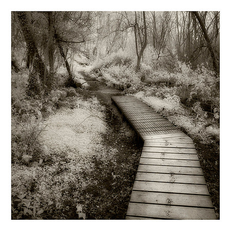 Boardwalk over Swamp