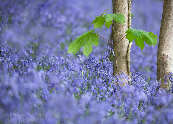 Bluebells and Leaves
