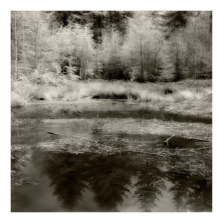 Swamp in the Forest