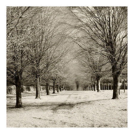 The Beech Avenue