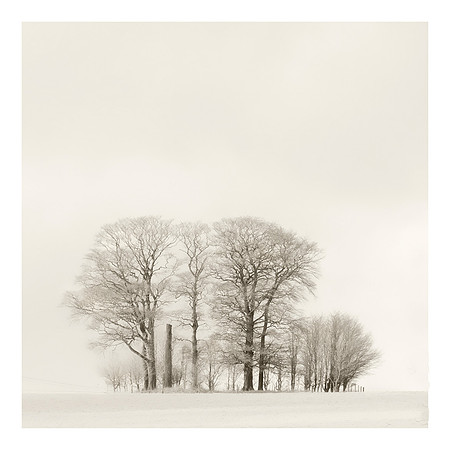 The Copse
