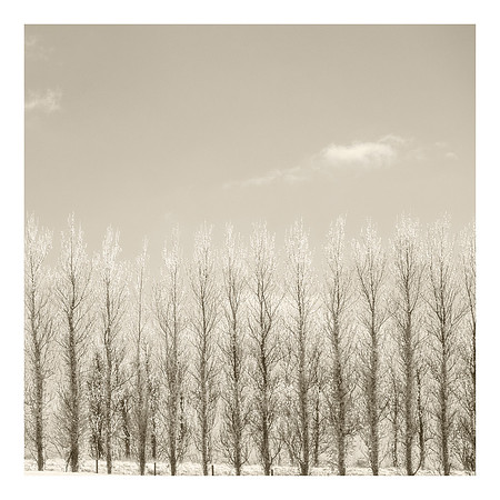 Poplar Trees