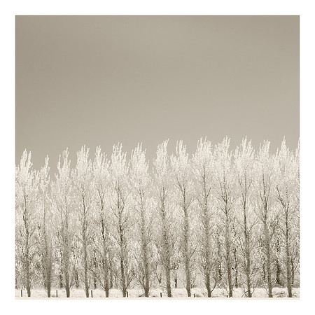 Poplar Trees