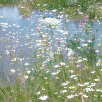Meadow Flowers
