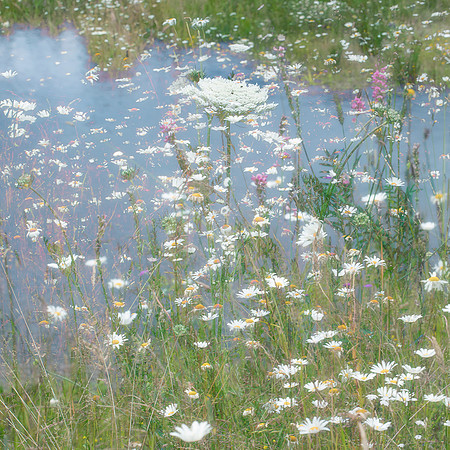 Meadow Flowers