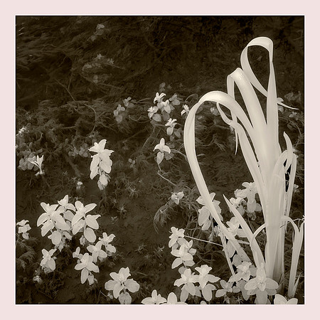 River Bed (River Kennet)