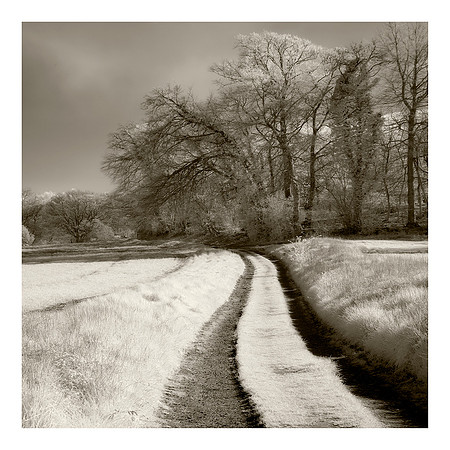 Path to the wood