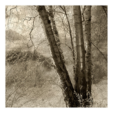 Birch in the Woods, Chilton Foliat