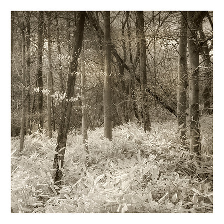 Wonderwoods