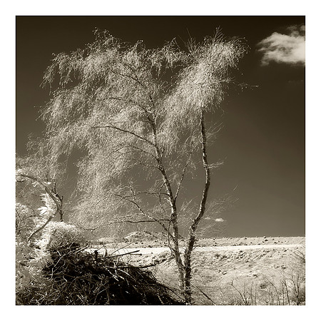 The Larch Tree