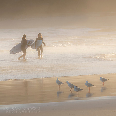 Surfers and Birds - Bondi Beach