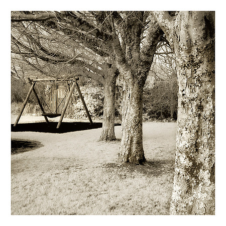Winter Trees and Swing