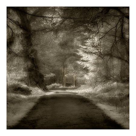 Light on Forest Path